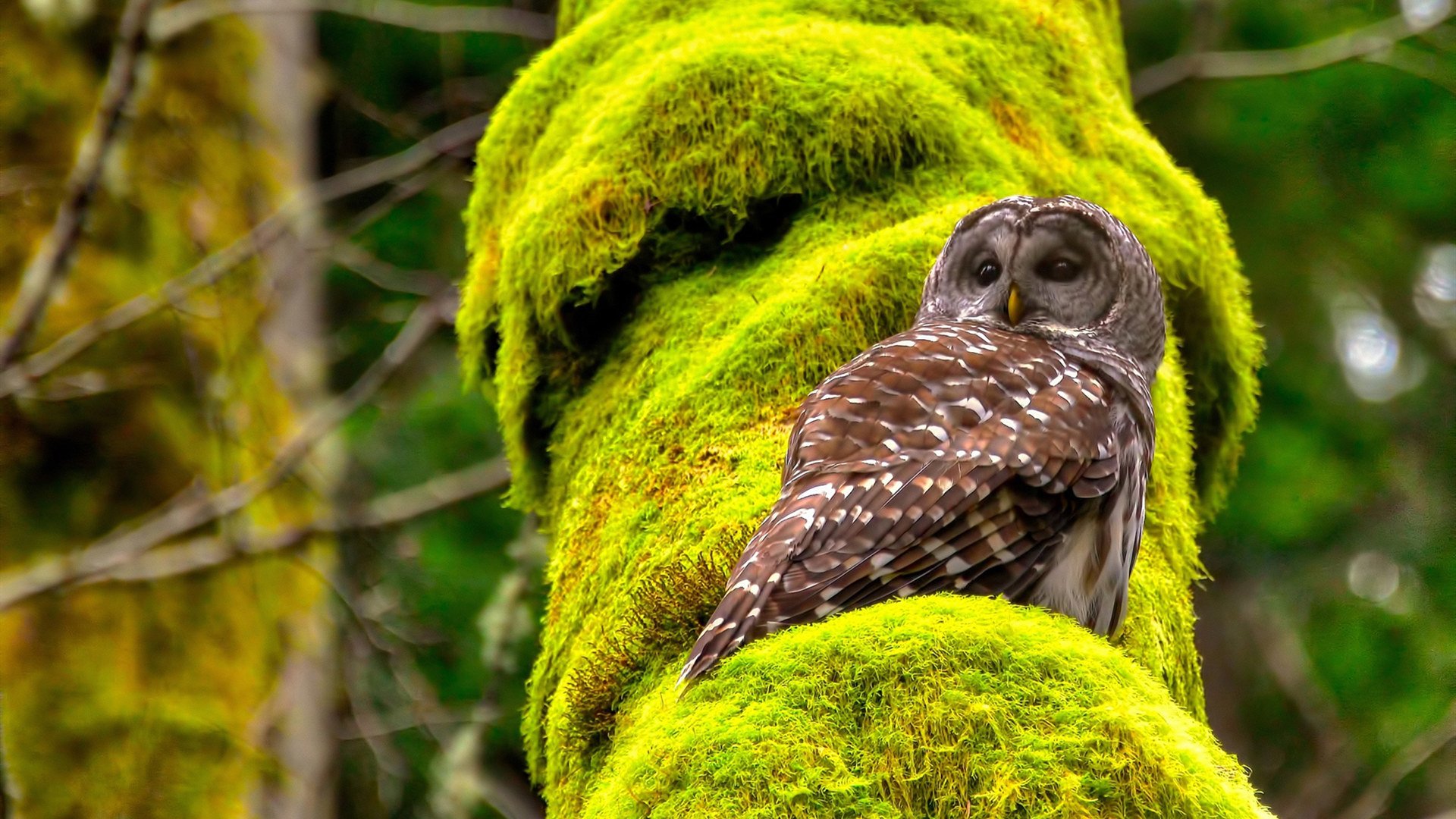 西亚卡姆掌控比赛走势，雷霆力克湖人，新一代攻防核心的崛起