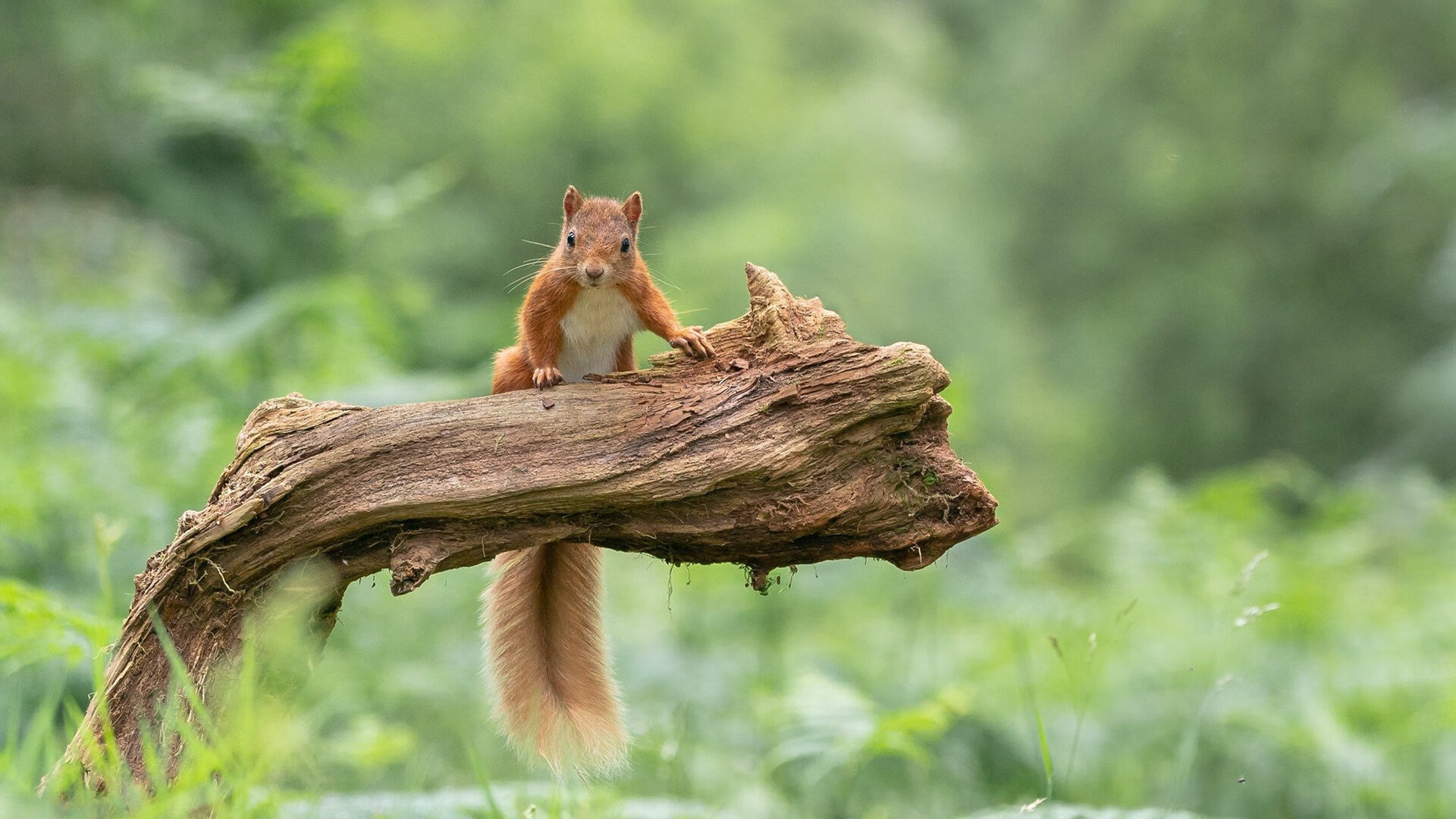 波兰逆转突尼斯，伊萨克独扛大旗