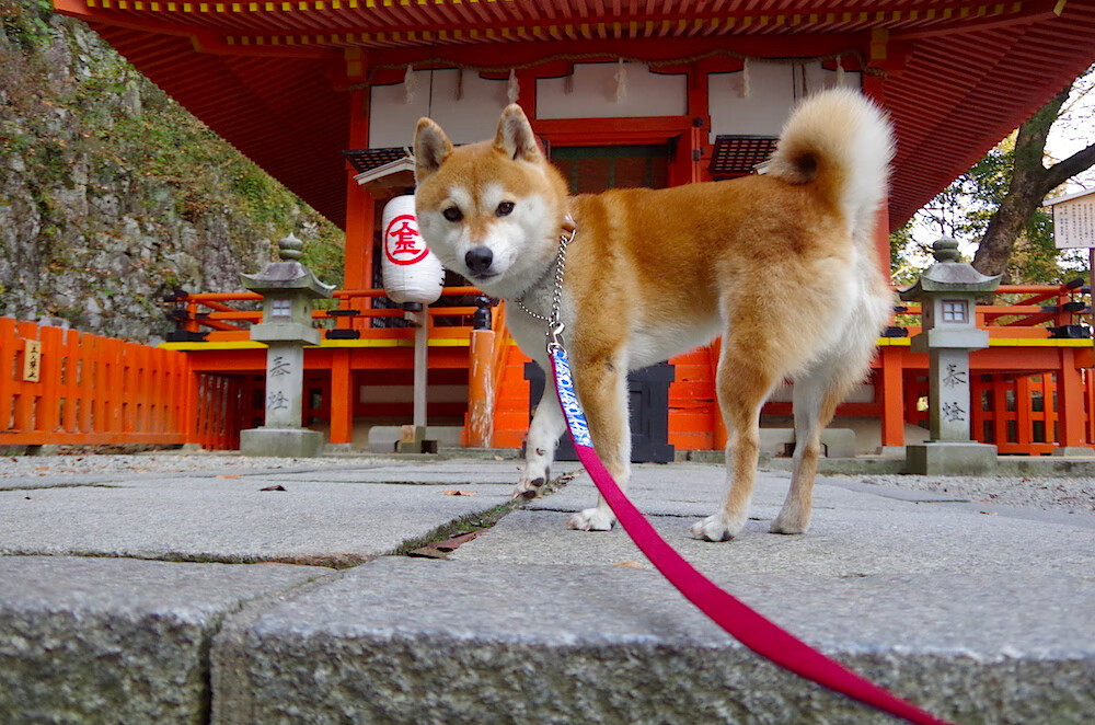 平行狂飙，F1揭幕战之夜的引擎轰鸣与霍勒迪的末节接管