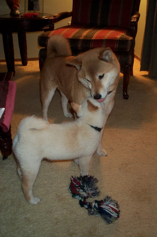 跨界时空的终极对决，当欧冠决赛舞台响起篮球战歌，活塞斩落广厦铸就传奇之夜