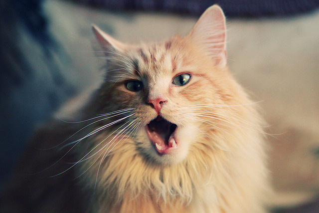 教科书之夜！杰伦格林主宰攻防，山西爆冷终结湖人连胜