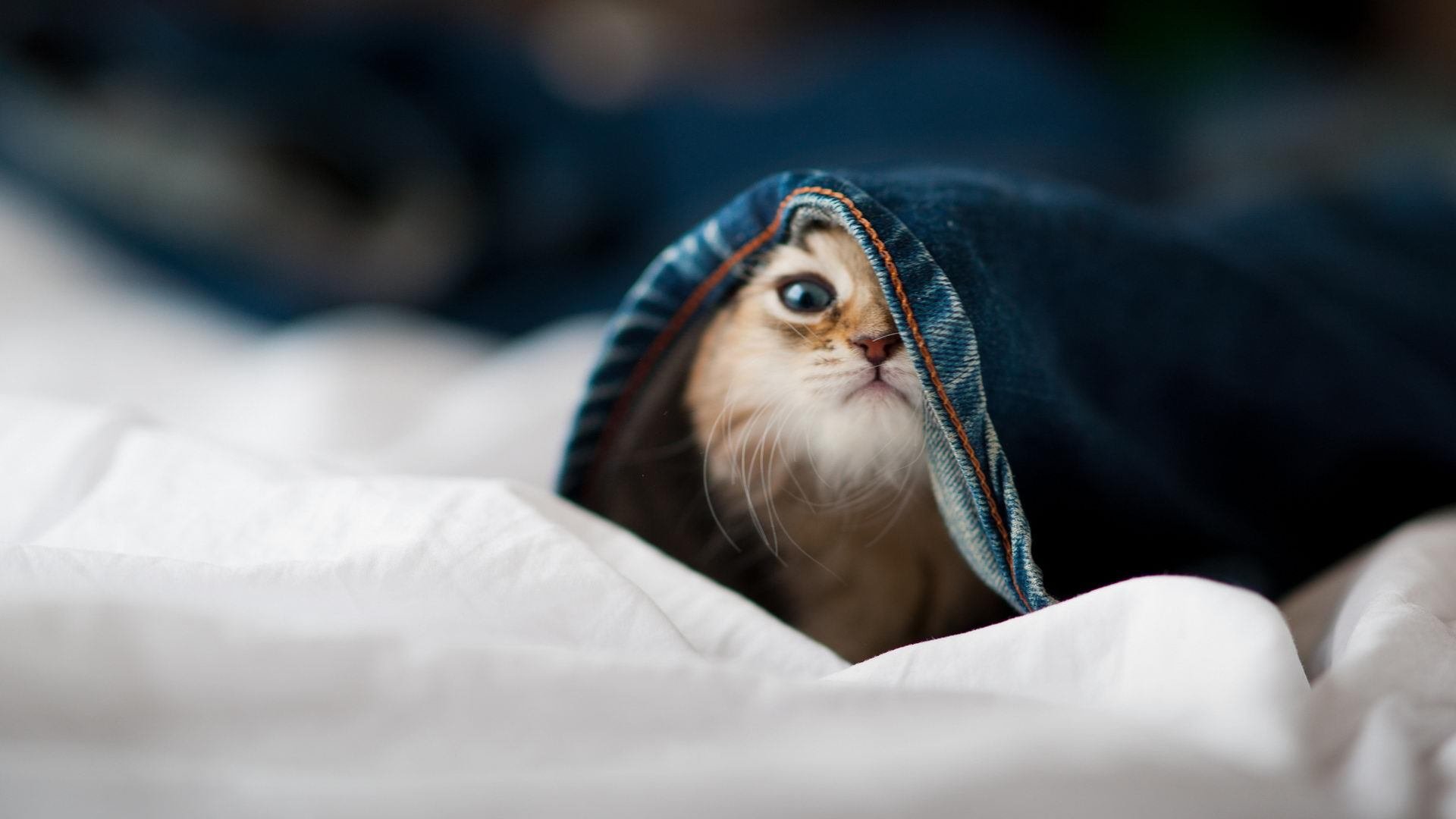 开云平台-利刃出鞘，绝杀定乾坤—马丁内利末节神兵天降，曼联力擒几内亚强敌