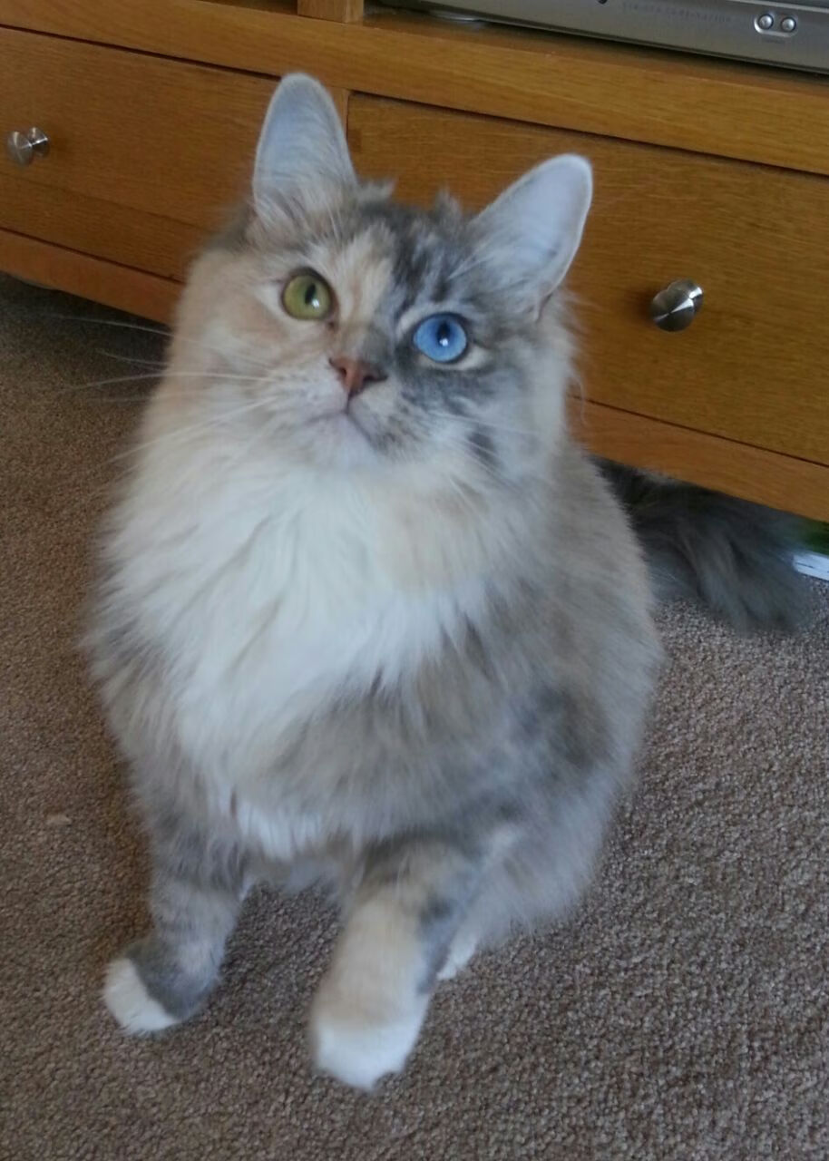 开云官网-东决焦点战，韩国横扫美国，关键一战改写历史