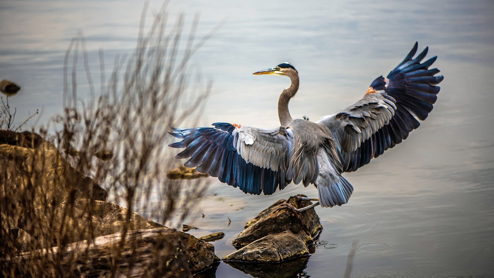 闪耀之星，巴雷拉关键时刻引领波兰横扫伊朗
