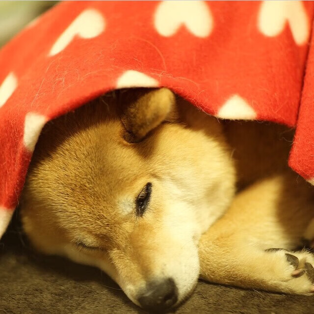 冰与火之歌,布伦森独舞波士顿,鏖战新疆铁骑