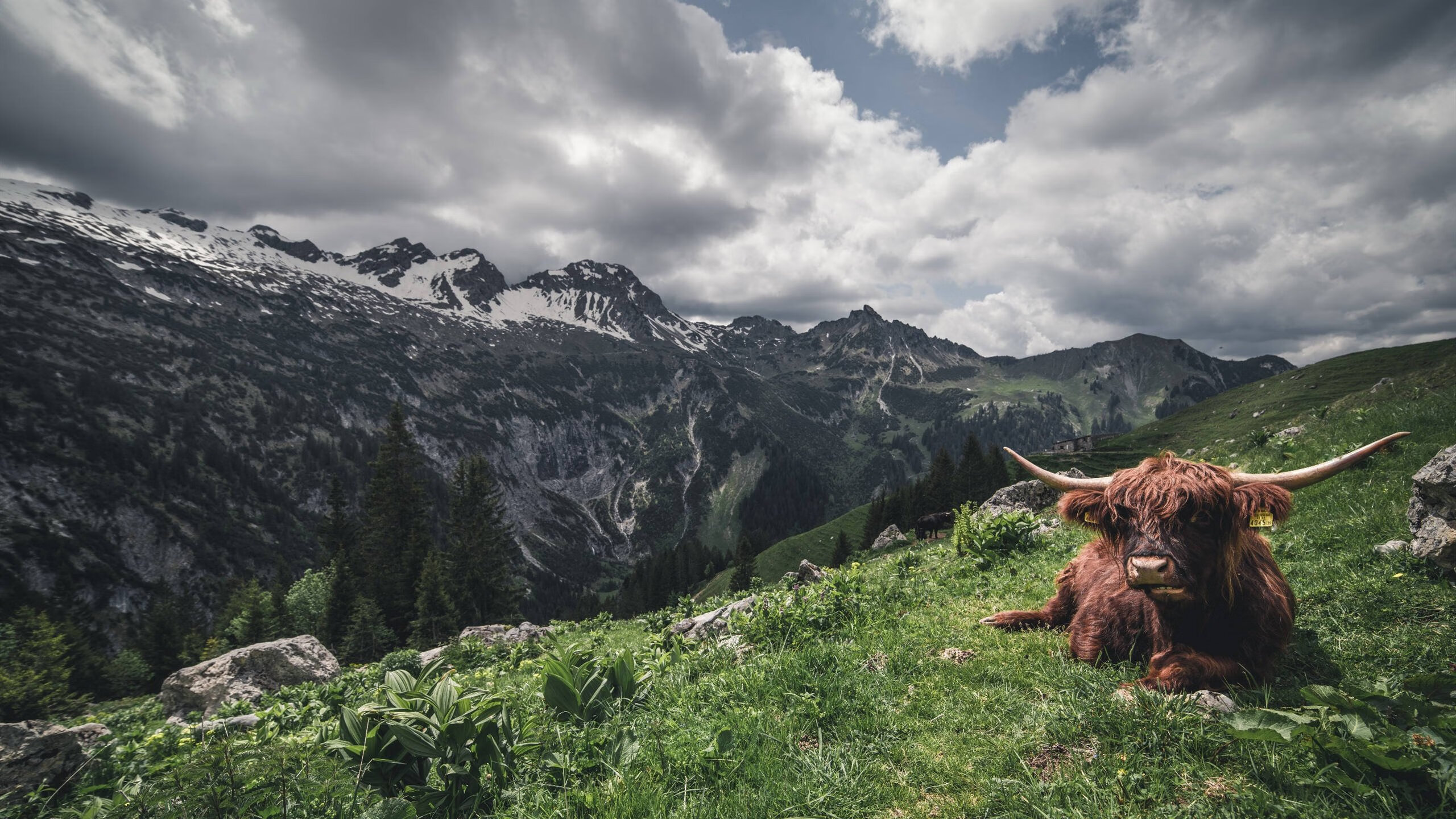 钢铁防线与巨星锋芒,篮球比赛中的双重胜利哲学