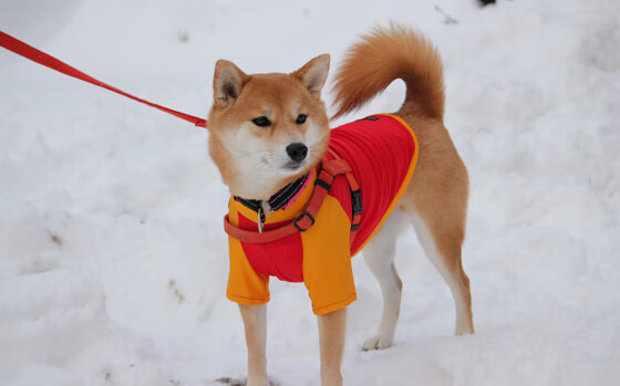 爆发力,从拉什福德到塞内加尔的启示