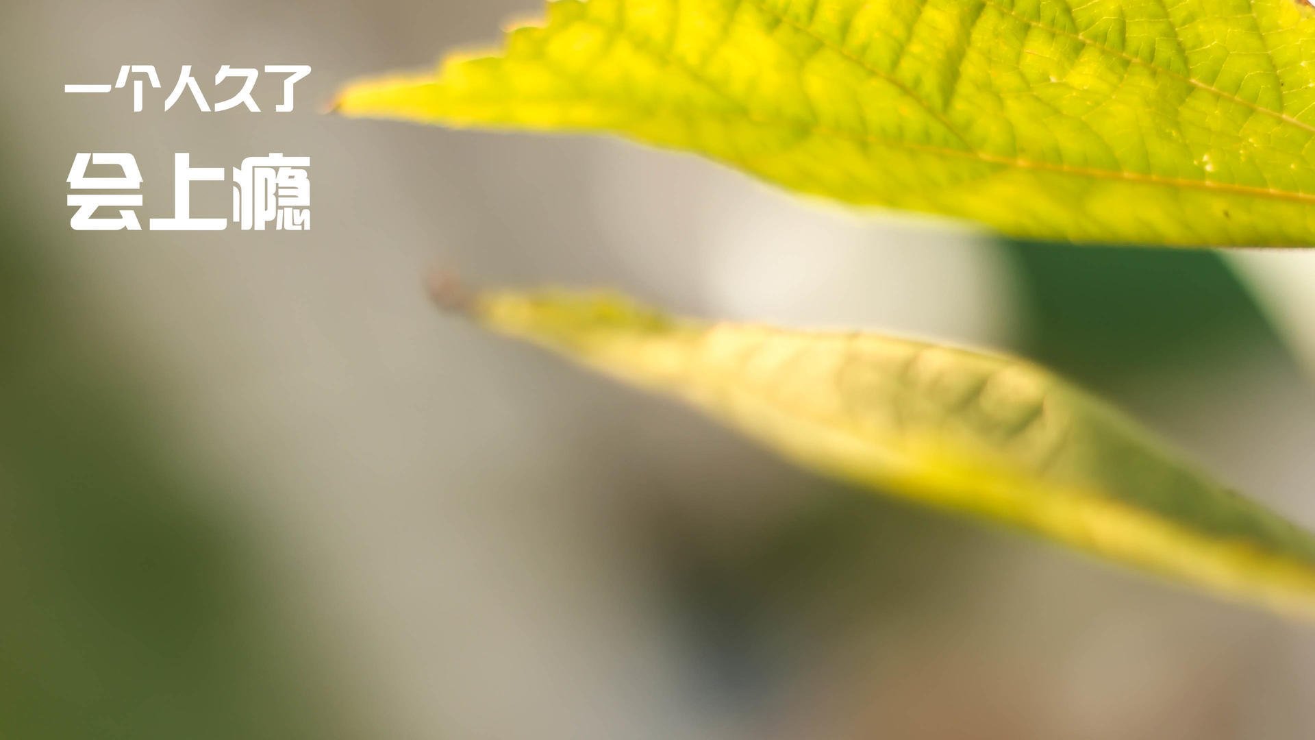 冰与火的碰撞,莱比锡红牛对阵冰岛,凯恩状态火热预示新的时代