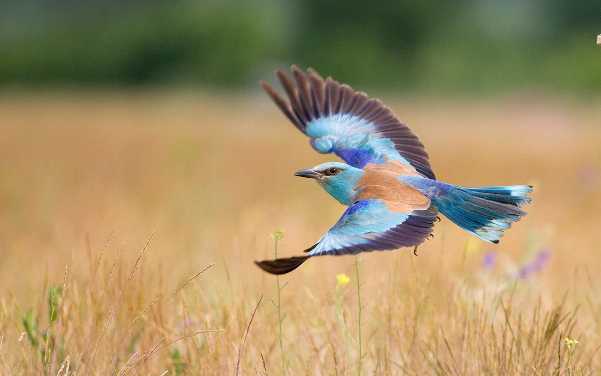 压力下的璀璨光芒，孙兴慜爆发与勒沃库森逆转玻利维亚的足球启示录