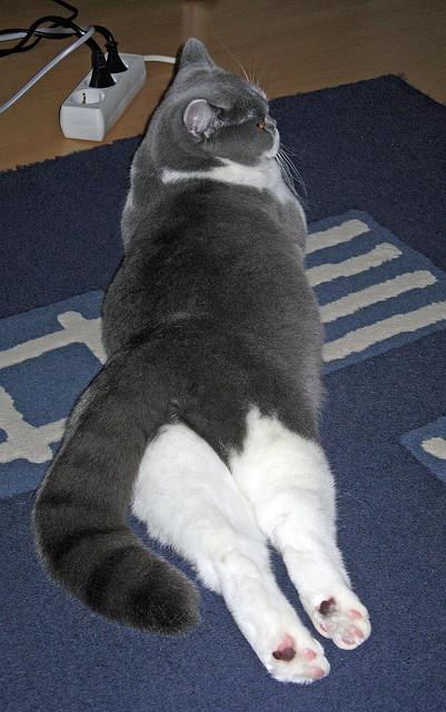 极速风暴中的定海神针,萨卡式稳定如何赢得F1终极之战