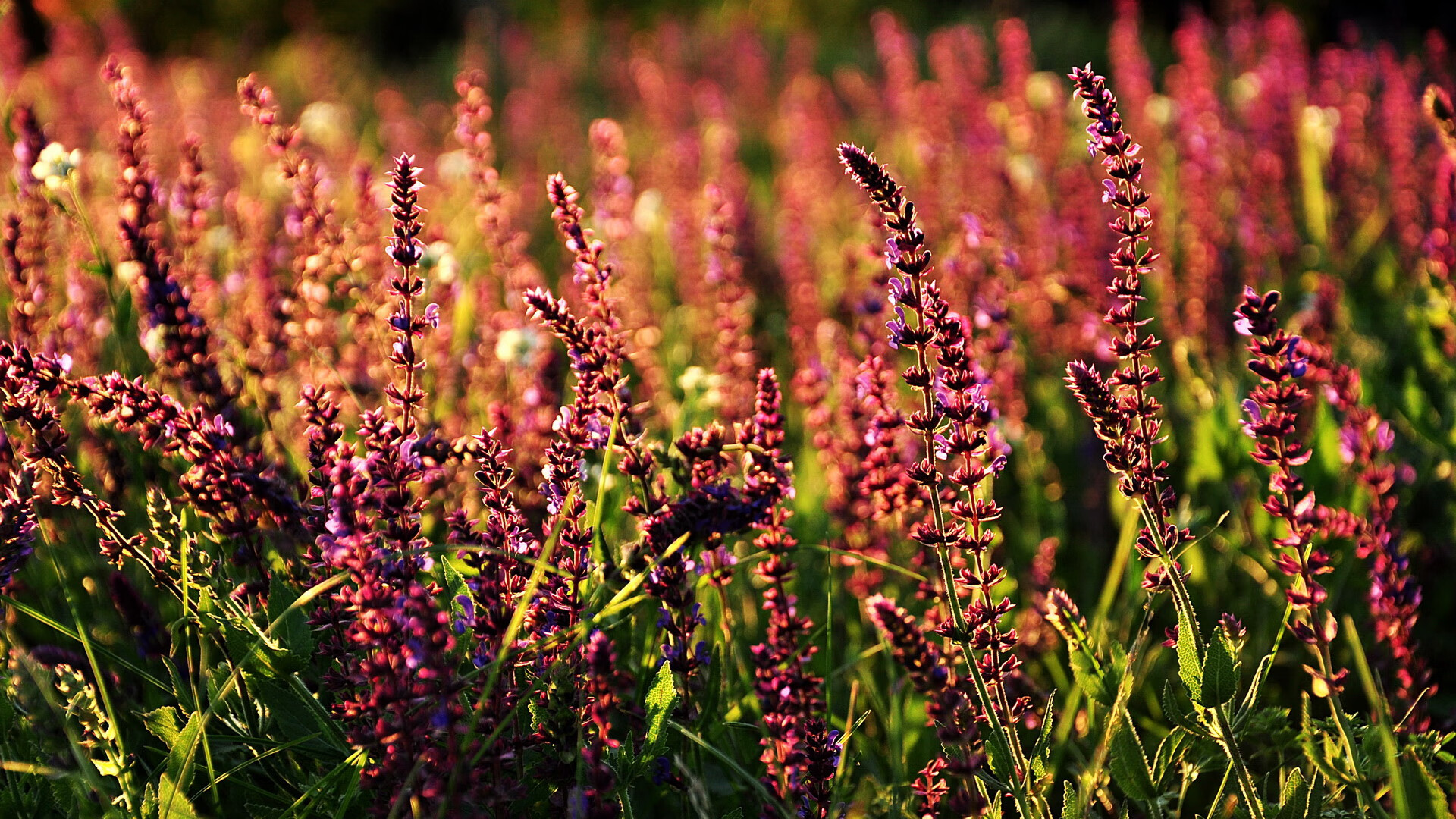 开云APP-冰川之火熔铸奇迹，冰岛狂胜玻利维亚，莱奥化身北欧风暴关键先生