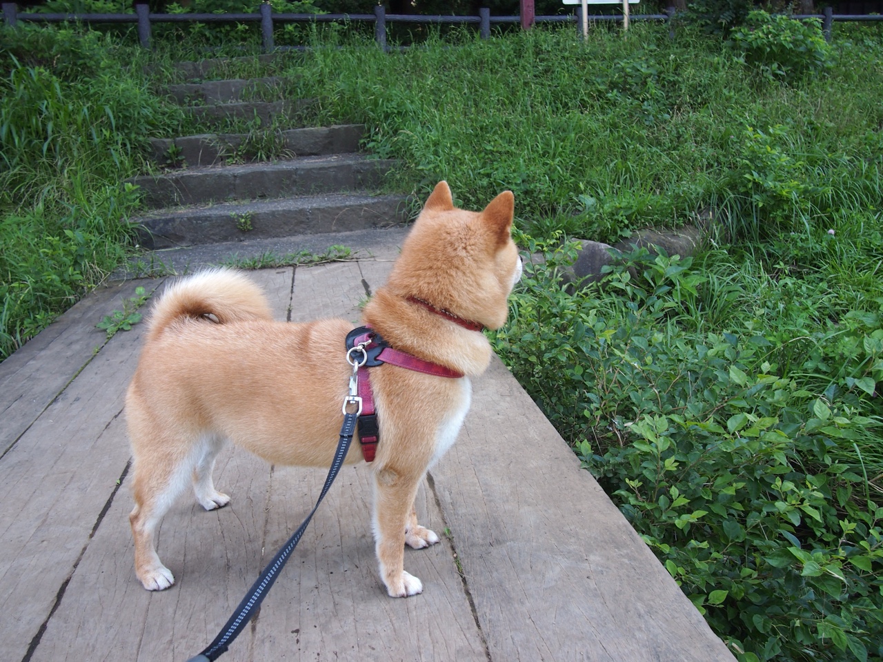 风暴眼与黑金矿,迪马利亚的火炬与多特蒙德的远征