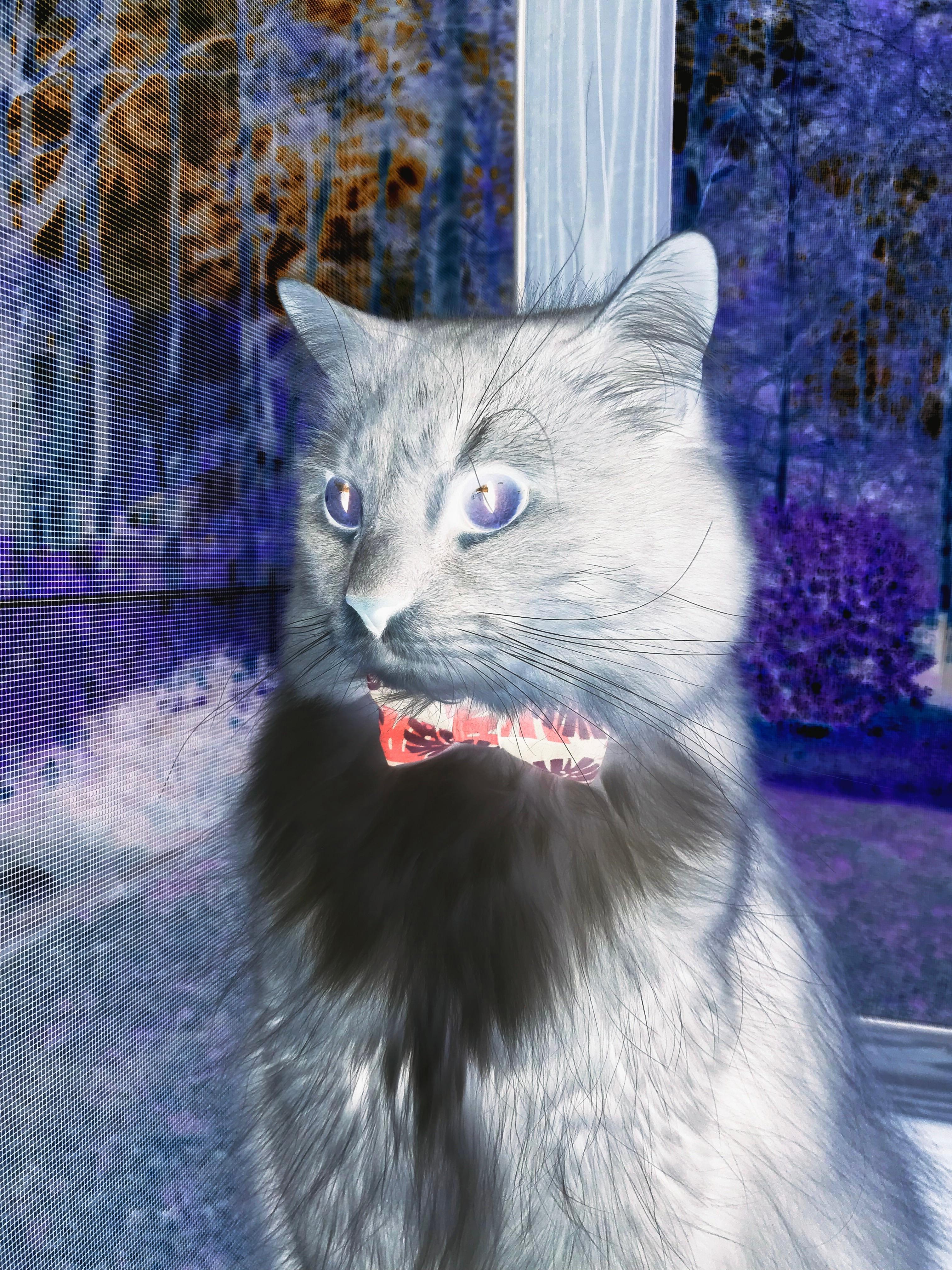 终点线前，赛道上的缠斗与非洲大陆的无声博弈