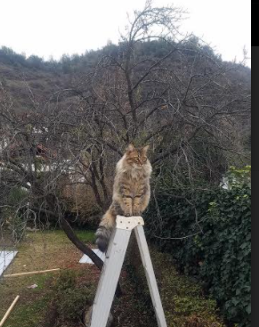 开云体育中国-山西队上演黑马奇迹！布伦森关键表现力克辽宁，引爆篮球之夜