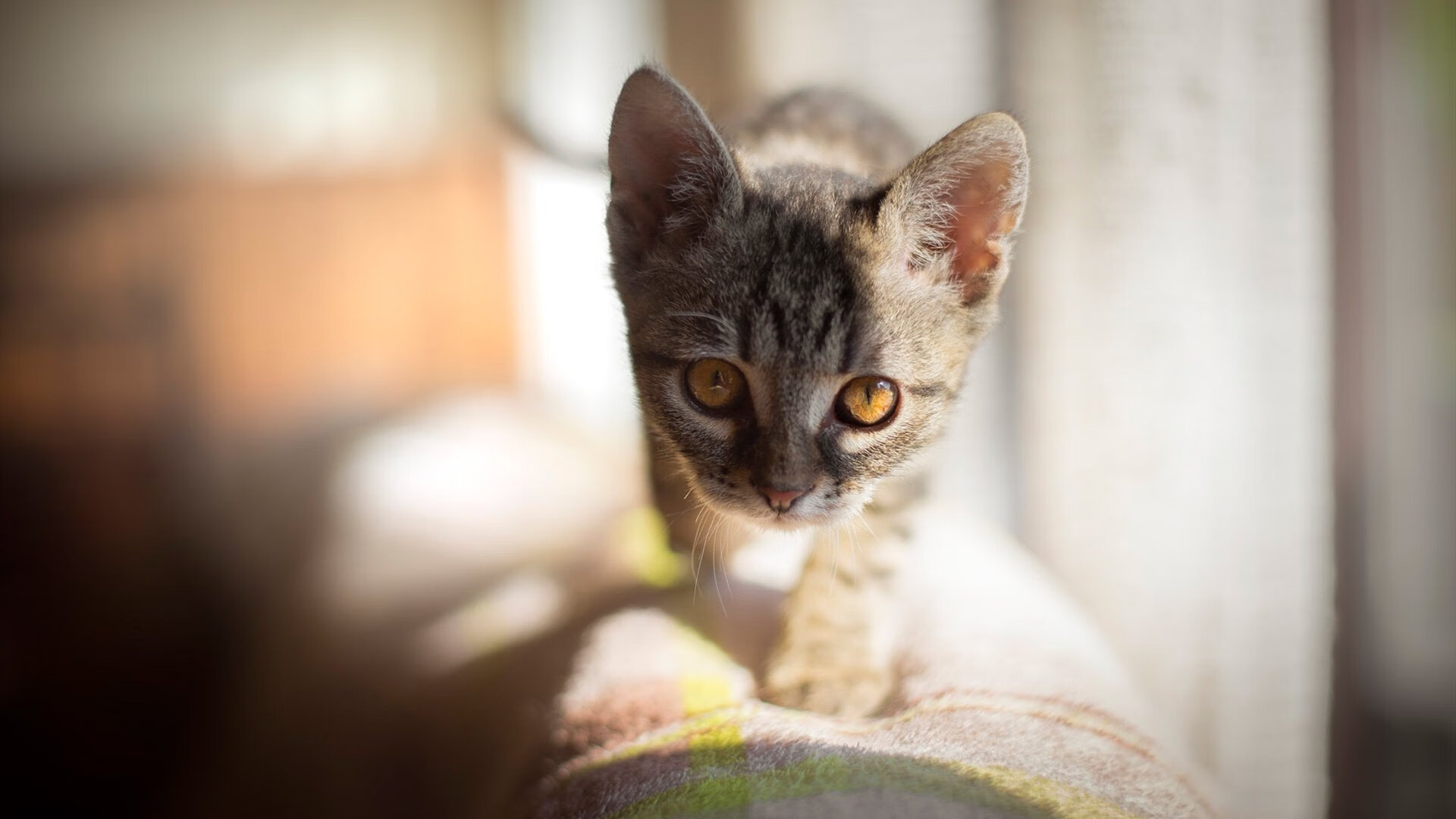 开云体育下载-勇士连珠炮冲垮火箭 东契奇关键先生定乾坤