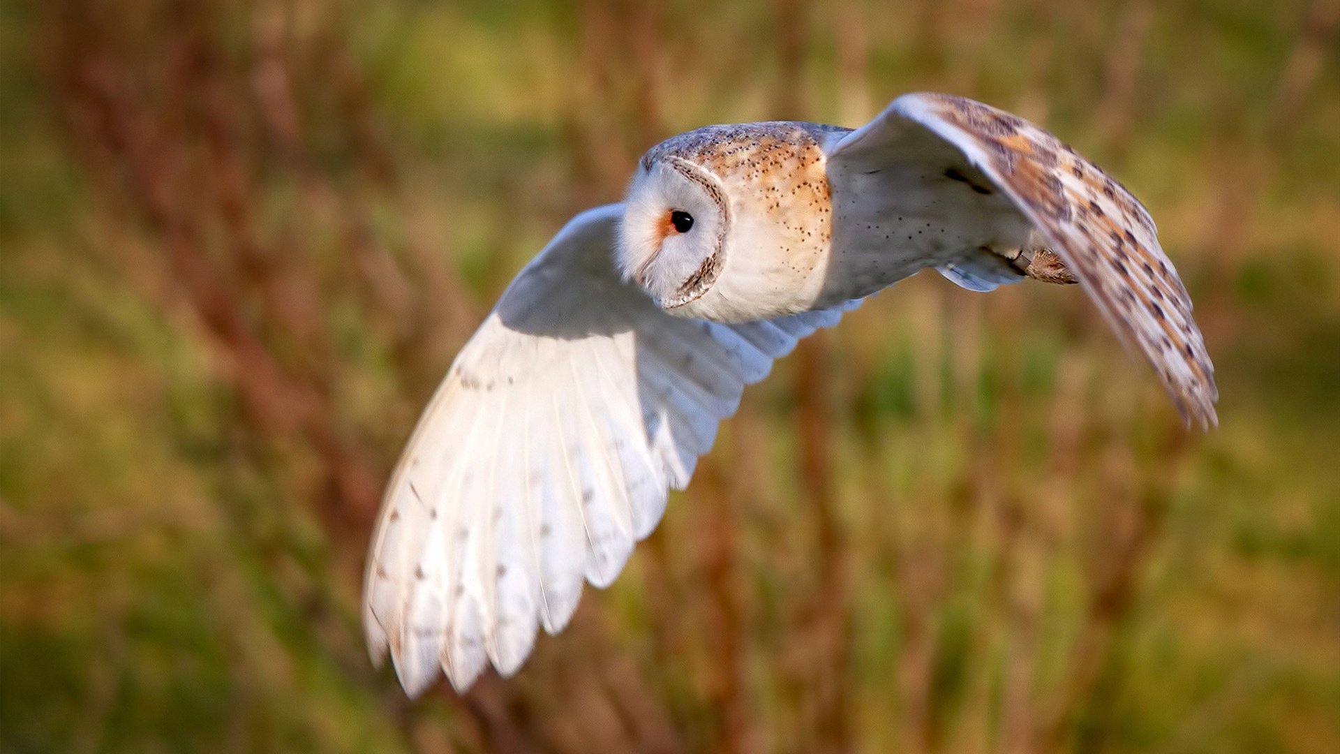 布伦森主宰年度焦点战 新疆男篮正面击溃步行者